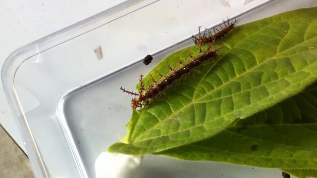 The clipper caterpillar смотреть онлайн