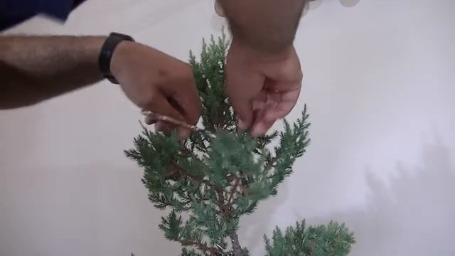 pinzado juniperus stricta смотреть онлайн
