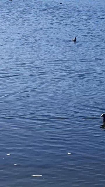 Чёрные утки смотреть онлайн