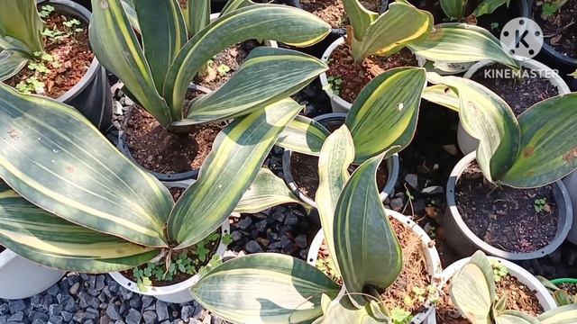 EP.49 ลิ้นมังกรครีบปลาวาฬด่าง S.Masoniana V. S.masonia Conggo V.#sansevieria #snakeplant#ไม้ฟอกอากา смотреть онлайн