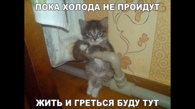 СМЕШНЫЕ МЕМЫ С КОТИКАМИ смотреть онлайн