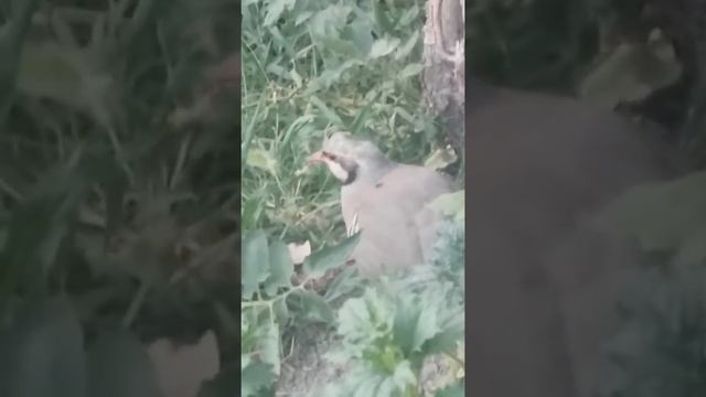 Kalik jujasi uy sharoitida chiqardi 24 июля 2018 г. смотреть онлайн