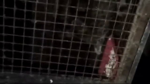 update terbaru new project F1 HP Asian Leopard Cats смотреть онлайн