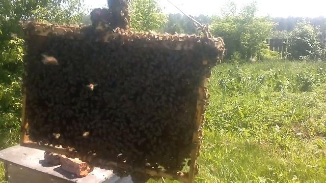 Вылет привитие и посадка 25 го роя.Рой вторак. смотреть онлайн