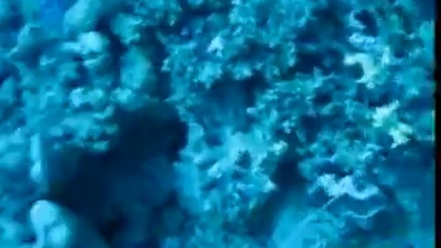 pennant fish.mpg смотреть онлайн