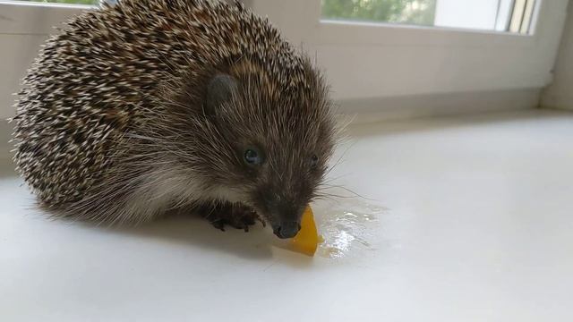 Дали Соне нектарин) смотреть онлайн