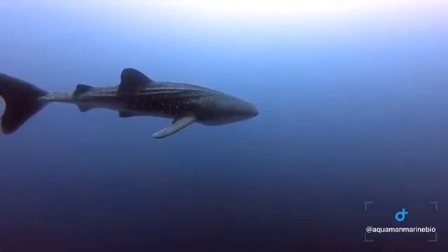 The most beautiful baby whale shark :) смотреть онлайн