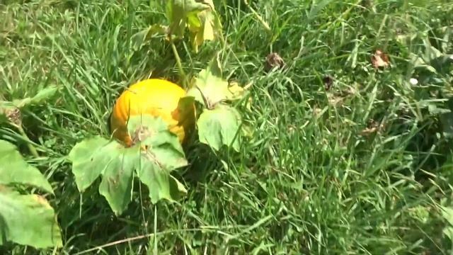 Vlogust 2nd / Rabbit Poo and Comfrey Tea / Plus Picking Tomatoes смотреть онлайн