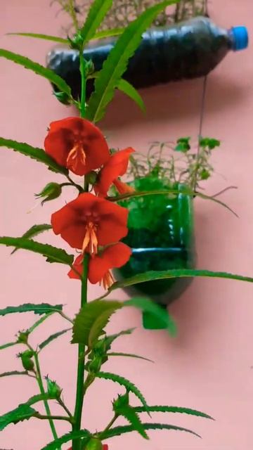 আমাদের ছাদের দুপুরমণি ফুল смотреть онлайн