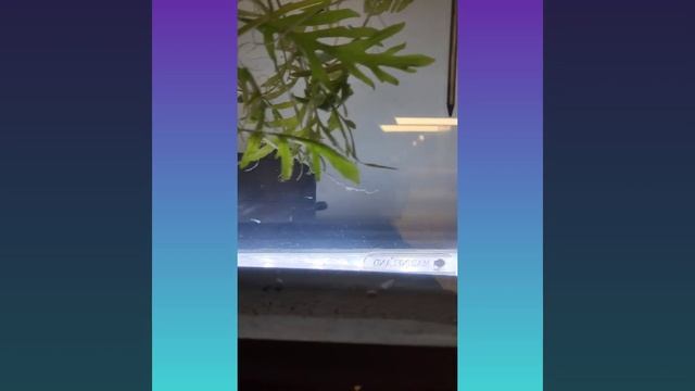 Using an egg trap I know have baby CPDs смотреть онлайн