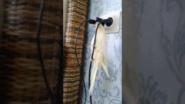 Попугай корелла смотреть онлайн