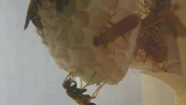 Polistes chinensis смотреть онлайн