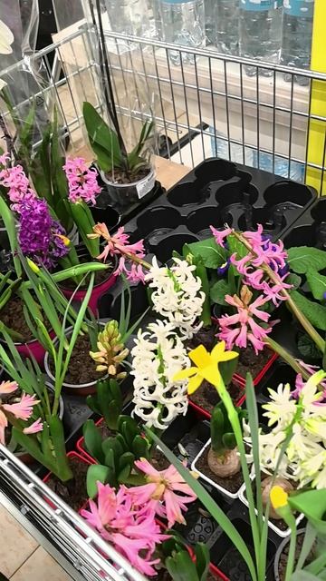 Скоро весна! Цены на цветы. Россия #цветы #орхидеи #гиацинты #нарциссы #фаленопсис #весна #примула смотреть онлайн