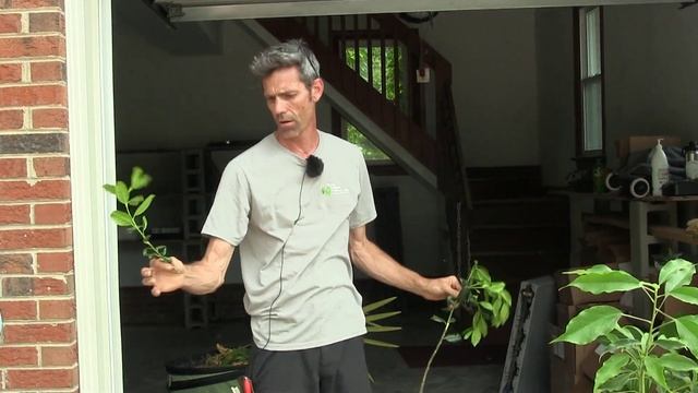 Gardening Unplugged - Basic Plant Propagation Techniques with Aaron Selby смотреть онлайн