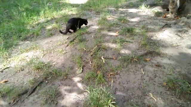 yard cats, Чернышка с тремя котятами, дворовые коты, Светлана Копылова, Киев смотреть онлайн