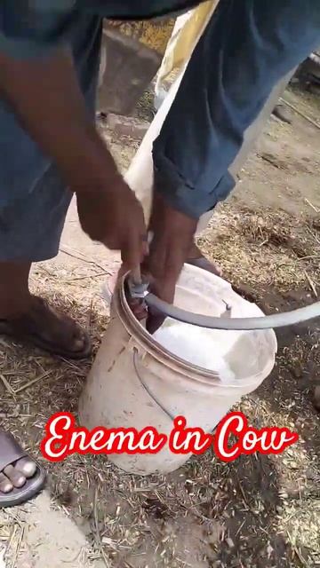 Enema in Cow #Viralshort #viralvideo #youtube #youtubeshorts #cow смотреть онлайн