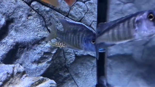 EPIC African Cichlid Aquarium Fish Tank смотреть онлайн