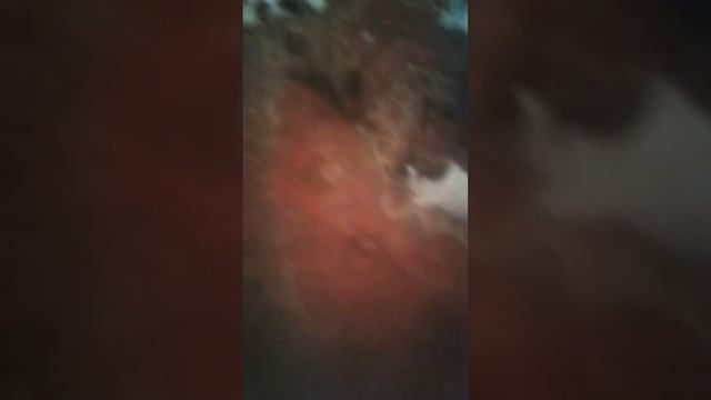 У Мурзика голос пропал😂Подпишись на нас😊#shorts #умурзика смотреть онлайн