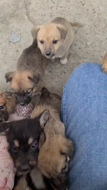 щеночки в добрые руки!!!! Краснодар смотреть онлайн