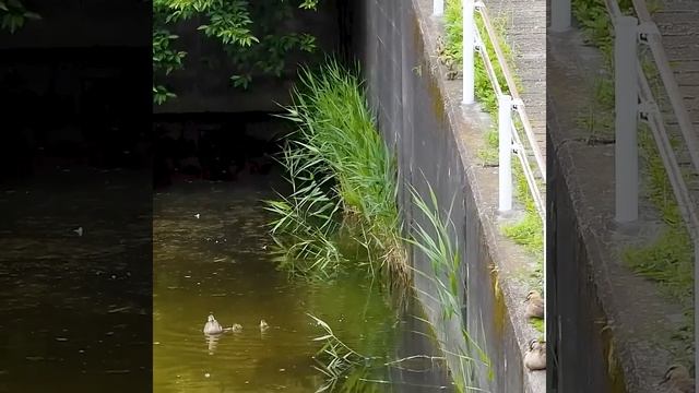 カルガモ親子の引っ越し訓練【野鳥撮影】 смотреть онлайн