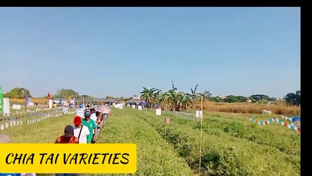 PACWAN TI ILOCOS || CHIA TAI || VARIETY смотреть онлайн