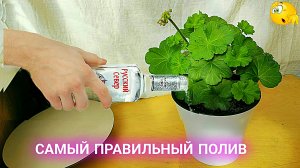 Как правильно поливать пеларгонию.