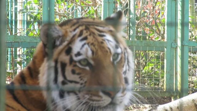 3D Tiger Footage . CFV смотреть онлайн