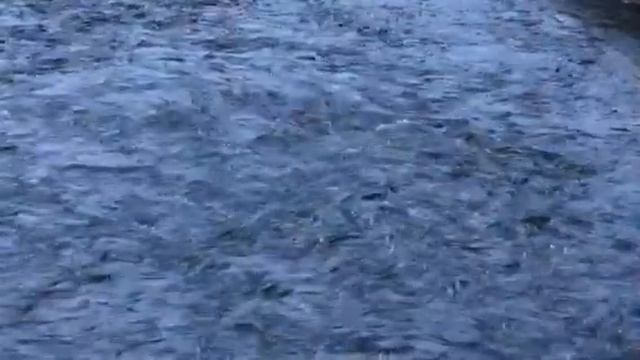 Spawning Keta Salmon смотреть онлайн