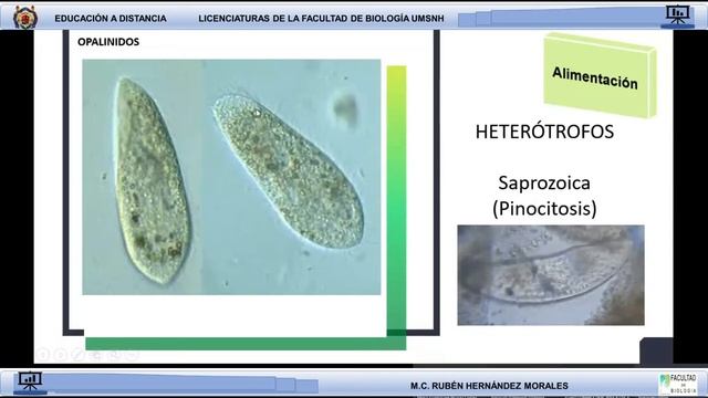 Introducción al estudio de los Ciliados смотреть онлайн