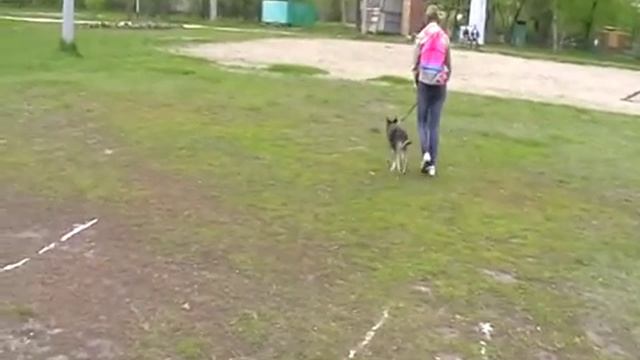 Разенкова Ольга и дворняга Лапа. Место, снаряды. 5 место. Дебют смотреть онлайн