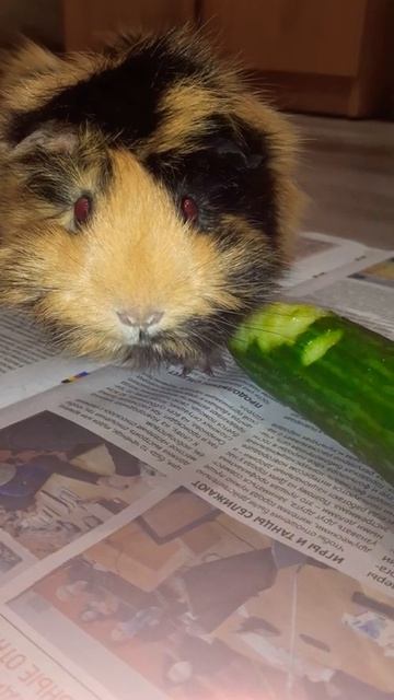 Эмма 62 🐾🐾Морская свинка guinea pig смотреть онлайн