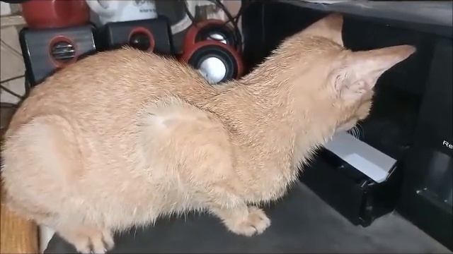 Ginger cat curius смотреть онлайн