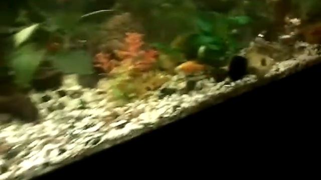 Крутые рыбы (рубрика рыбы с димой) смотреть онлайн