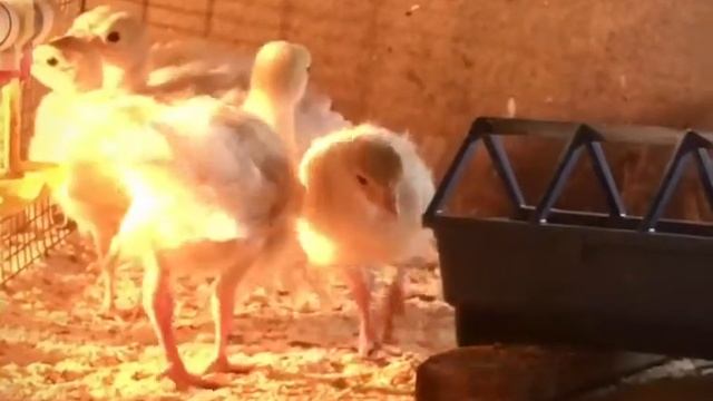 Индюшата БШГ смотреть онлайн