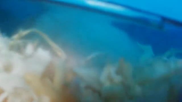 Щенок и хомяки.