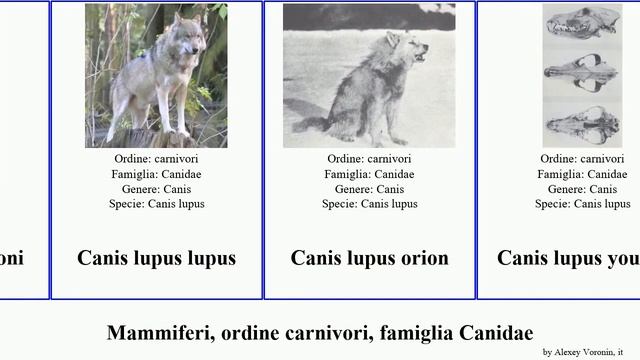 Mammiferi, ordine carnivori, famiglia Canidae canis lupus vulpes aureus pictus alpinus pseudalopex смотреть онлайн