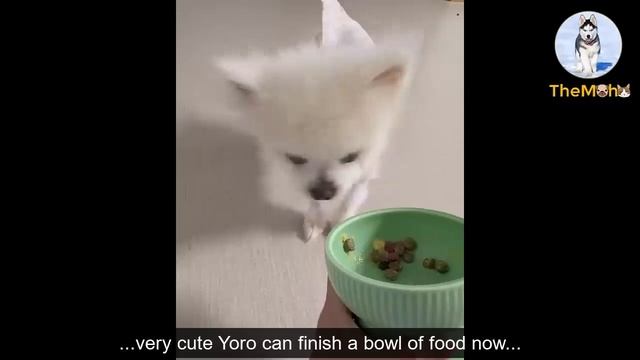 Puppy Waited In Tears Everyday At Their Apartment Door For A Year In Hope Her Owner To Come Back.. смотреть онлайн