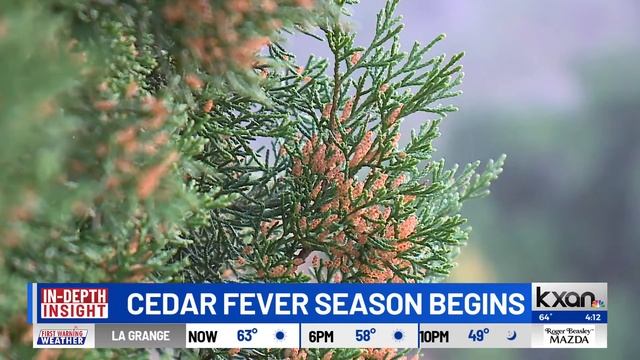 Cedar allergy season is officially underway in Central Texas смотреть онлайн