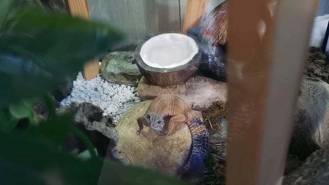 Леопардовый геккон Кицуми крадётся / leopard gecko Kitsumi sneaking up смотреть онлайн