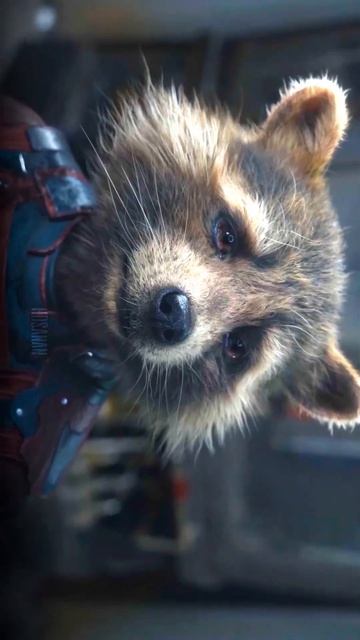 Rocket raccoon Vol 3 / Marvel shorts black Panther beautiful tiger marvelleaks #filmandanimation смотреть онлайн