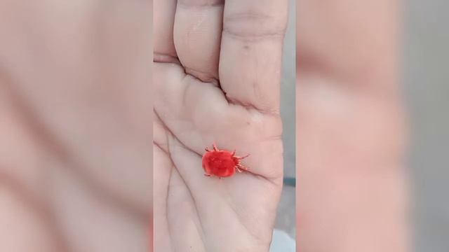 ਚੀਚ ਵਹੁਟੀ смотреть онлайн