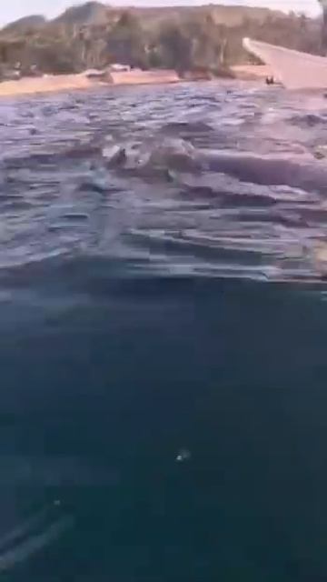 Balina Köpekbalıklarıyla Yüzmek, Bohol, Filipinler, Mini Belgesel смотреть онлайн