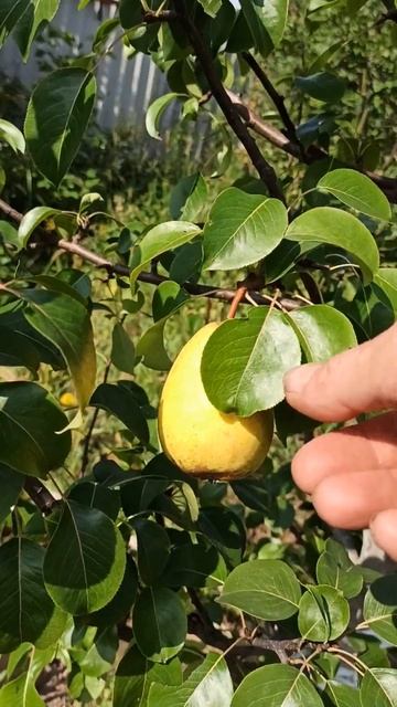 Ржавчина на груше смотреть онлайн