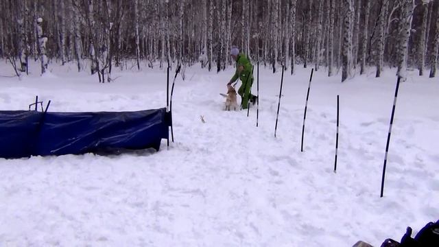 Белые тигры 5 смотреть онлайн