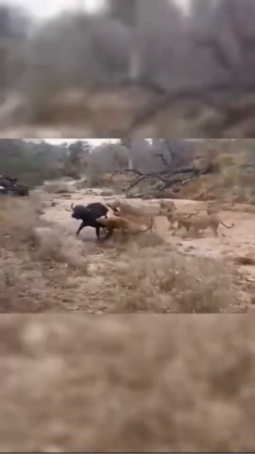 Africa Wild Animals - Wild Animals - Animal World #235 смотреть онлайн