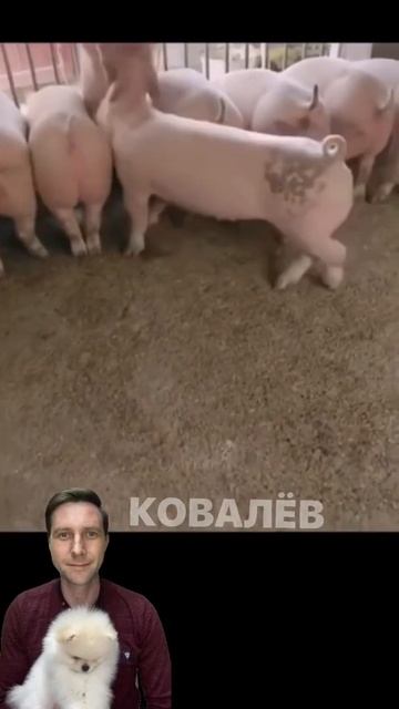 #Ковалёв 🙀🤪🤣 #funny #shorts смотреть онлайн