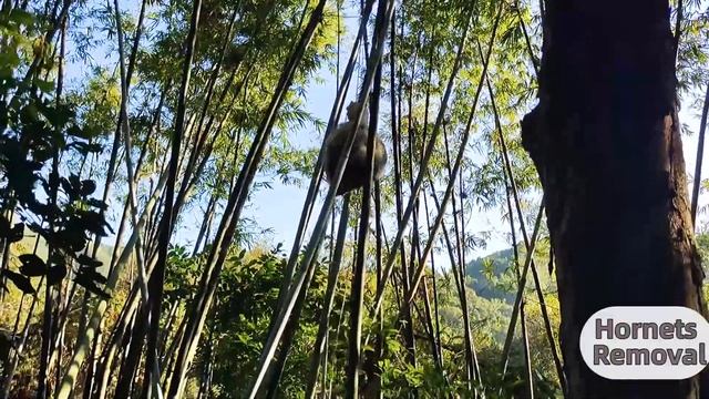 ASIAN HORNET NEST REMOVAL,VESPA MANDARINIA,MURDER HORNET,WASP NEST REMOVING,YELLOW JACKETS MASSIVE смотреть онлайн
