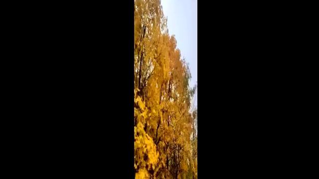 Осень самое богатое время года🍁🍂❤🧡💛.mp4 смотреть онлайн