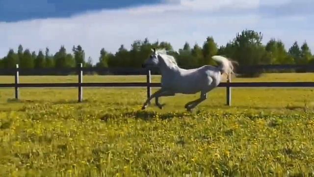 Арабская египетская кобыла. Импорт из Израиля. Золотая чемпионка России. #арабскаякобыла смотреть онлайн