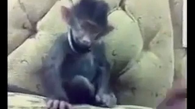 Прикол с обезьяной смотреть онлайн